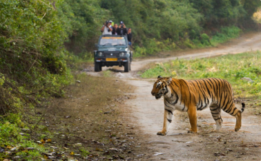 Corbett National Park